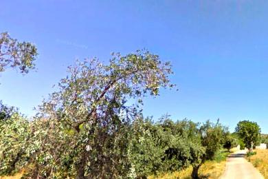 Land προς Sale - VARI-KORMPI, ATTICA