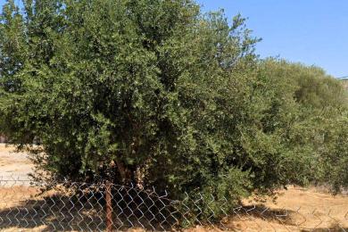 Land προς Sale - VARKIZA, ATTICA